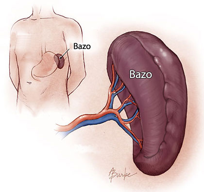 bazo