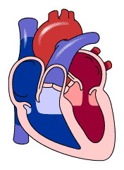 corazon bombeando