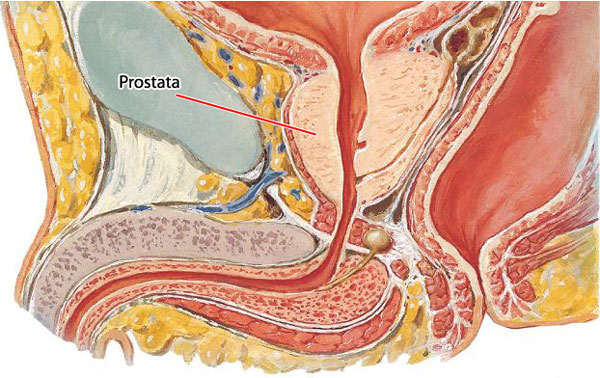 prostata
