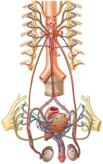 testulos